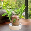 Eaglesfords Lucky Brazil Wood Potted Plant With Plastic Pot, Healthy Indoor Live Lucky Brazilian Wood Plant for Living Room, Feng Shui Plant (Pack of 1) (Lucky Brazilian Wood) की तस्वीर