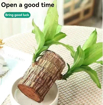 Eaglesfords Lucky Brazil Wood Potted Plant With Plastic Pot, Healthy Indoor Live Lucky Brazilian Wood Plant for Living Room, Feng Shui Plant (Pack of 1) (Lucky Brazilian Wood) की तस्वीर